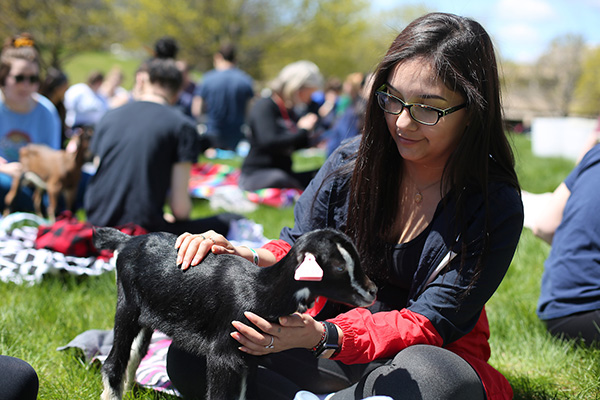 Goat yoga, girl petting baby goat.