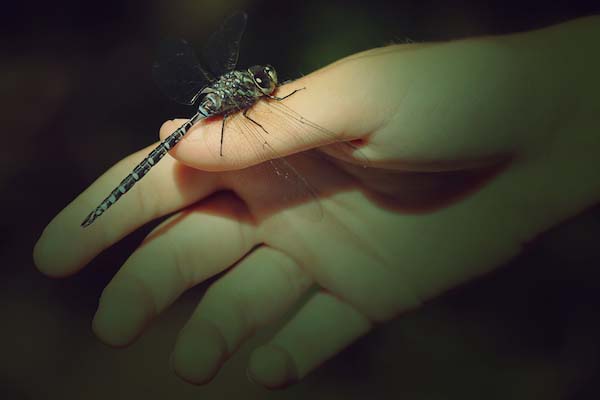 dragon fly on student's hand
