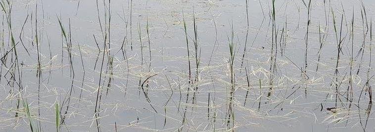 Water grasses