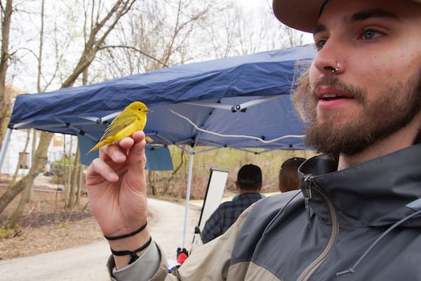 Student holding an american goldfinch at a bird banding event
