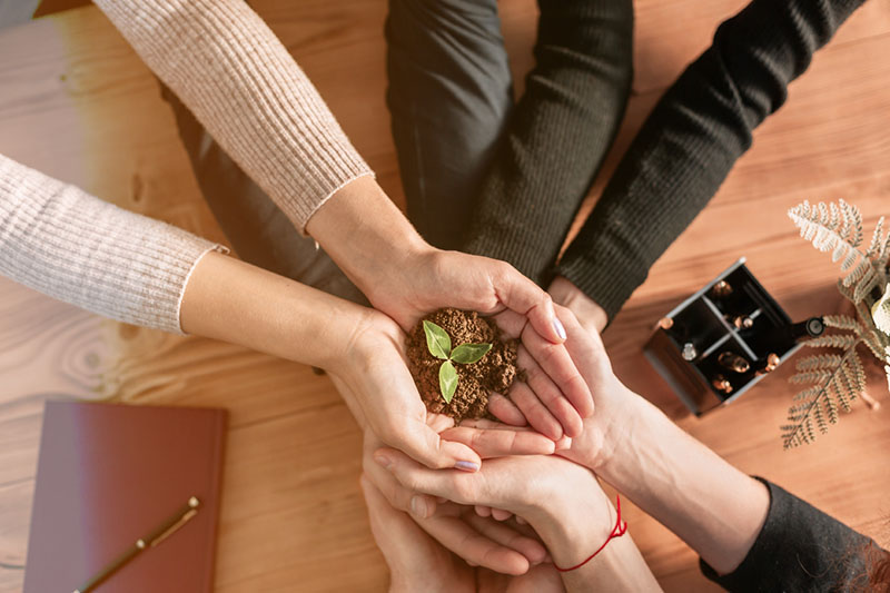Hands holding a small plant