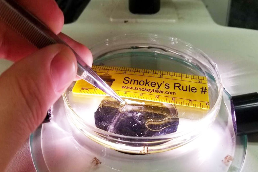 Student examines specimen in petri dish