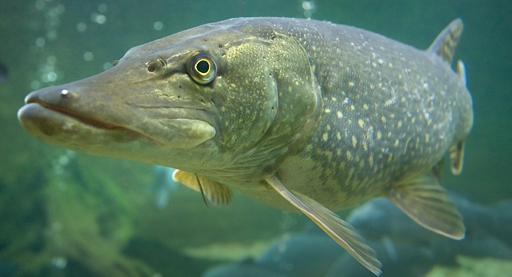 Northern Pike fish