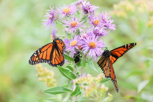 Butterflies landing on flowers in Cofrin Arboretum