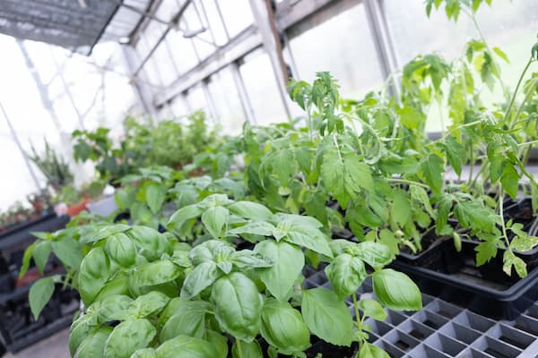 Close up of plants in On-Campus Greenhouse