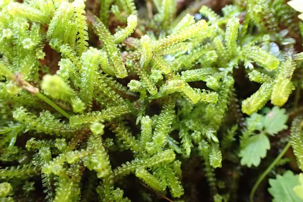 Close up image of moss