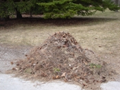 pile of pine needles