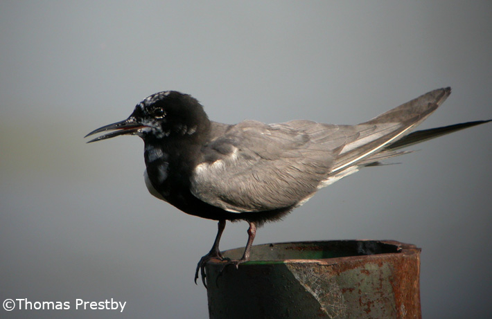 Wetland Terns