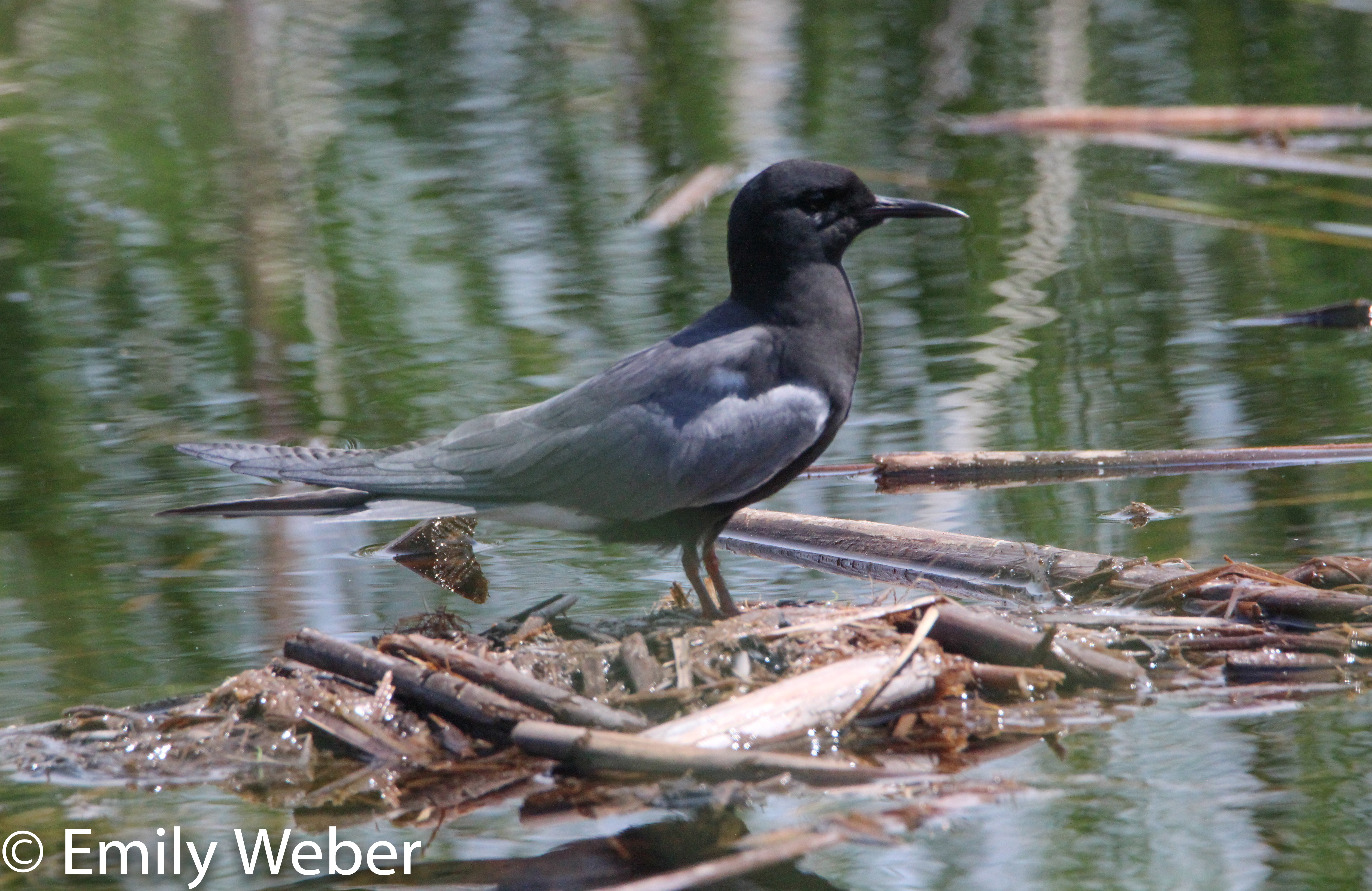 Wetland Terns