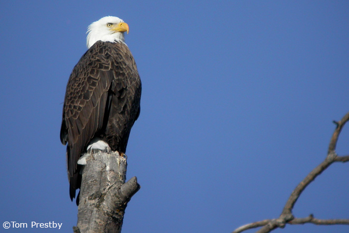 Bald Eagle on tree