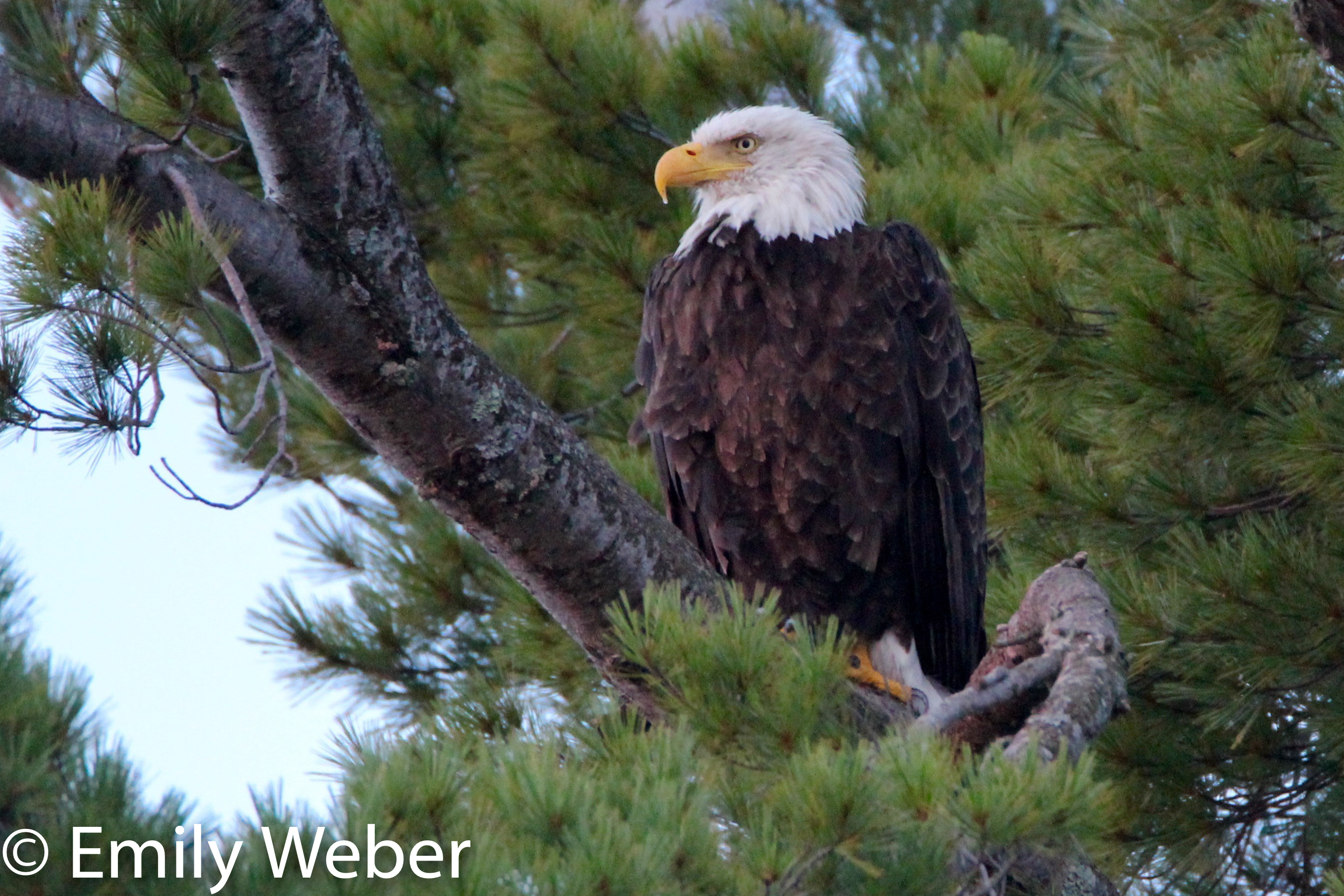 Bald eagle in tree