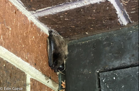 Hanging bat