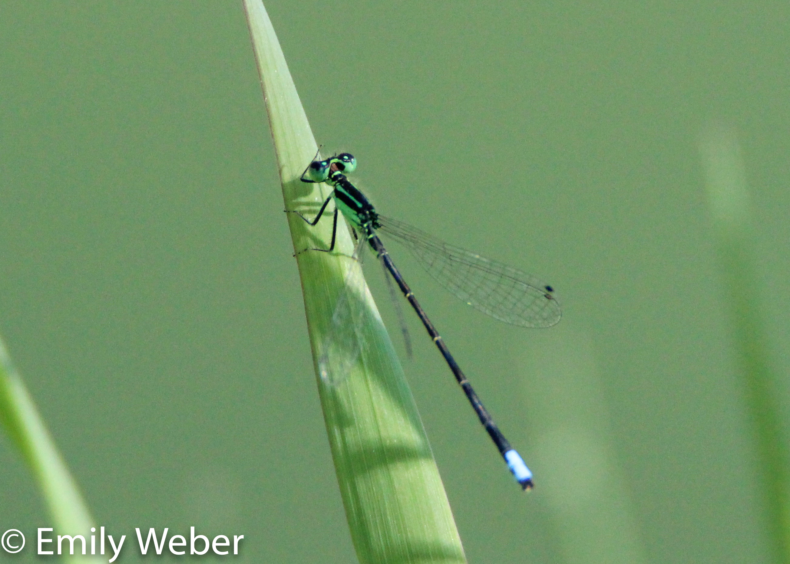 Wetland Aquatic Macroinvertabrates