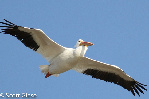 American White Pelican