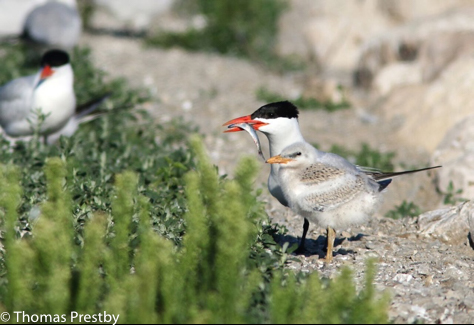 Colonial Waterbirds CaspianTern