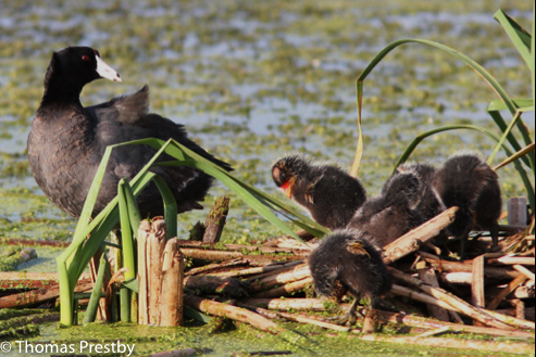 Marsh Breeding Bird with babies