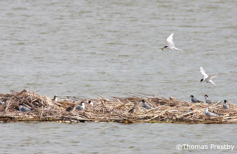 Wetland Terns