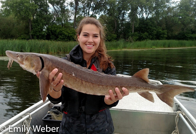 Fox River Fish Lake Sturgeon