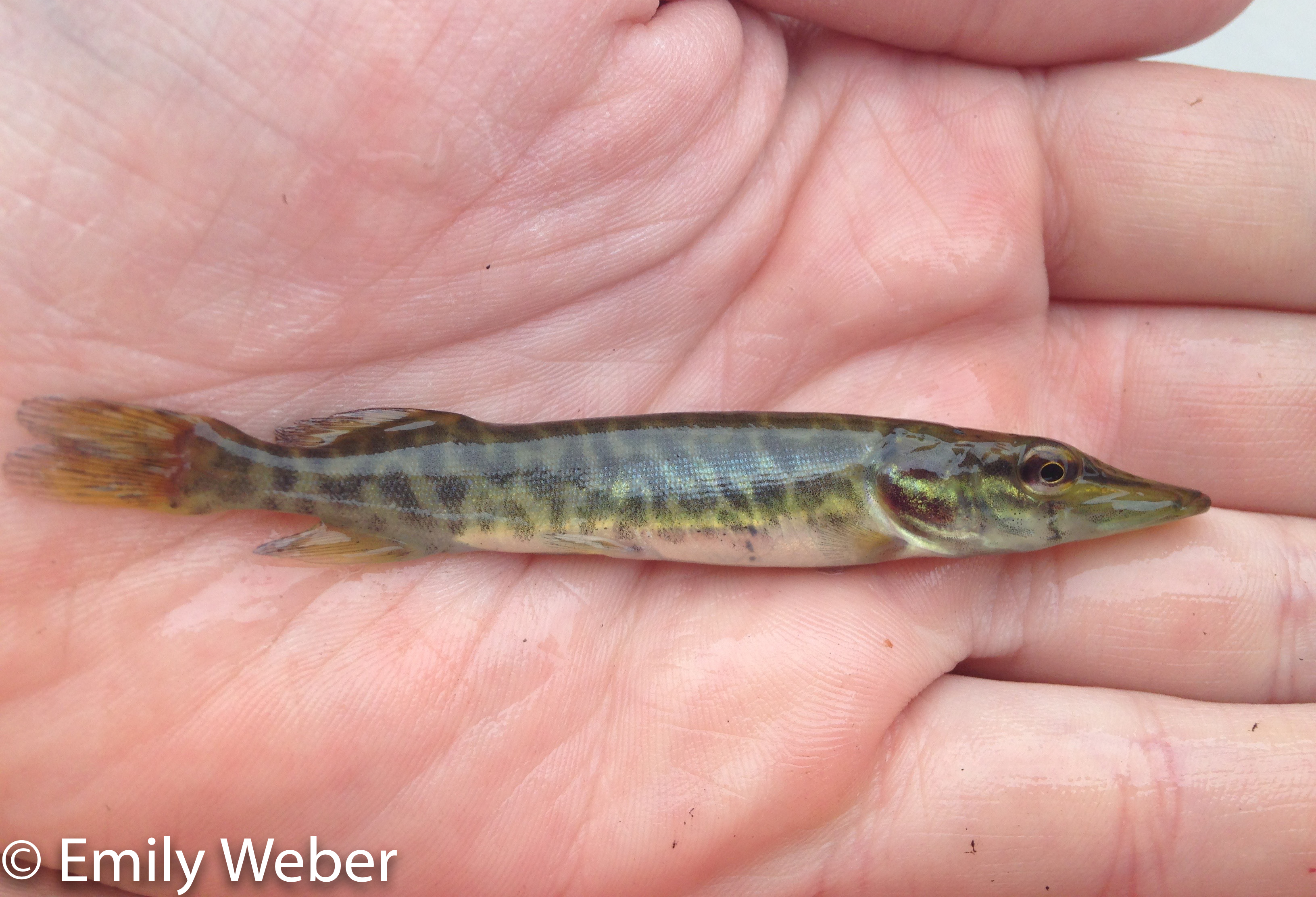 Fox River Fish Northern Pike