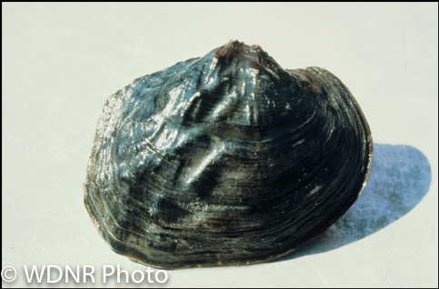 Freshwater Unionid Mussels