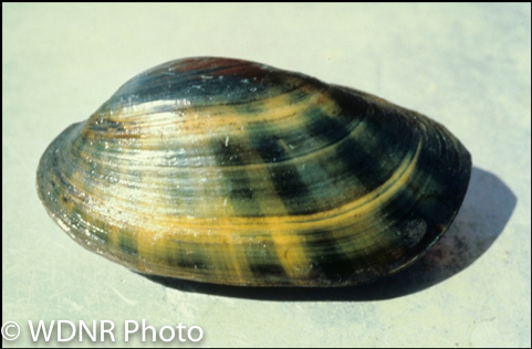 Freshwater Unionid Mussels