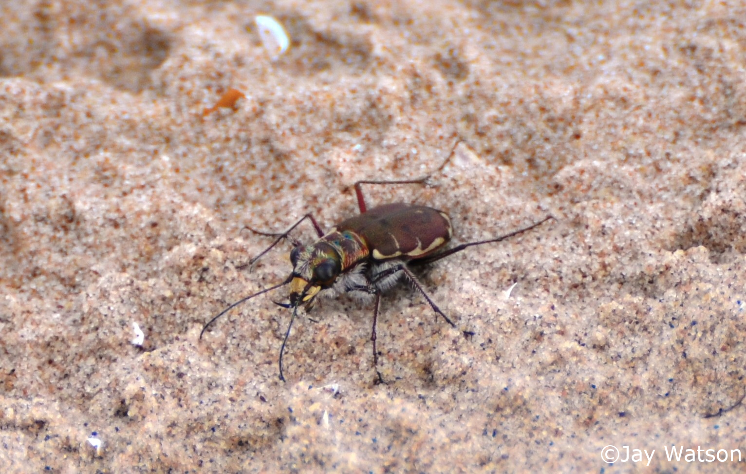 Hairynecked Tiger Beetle