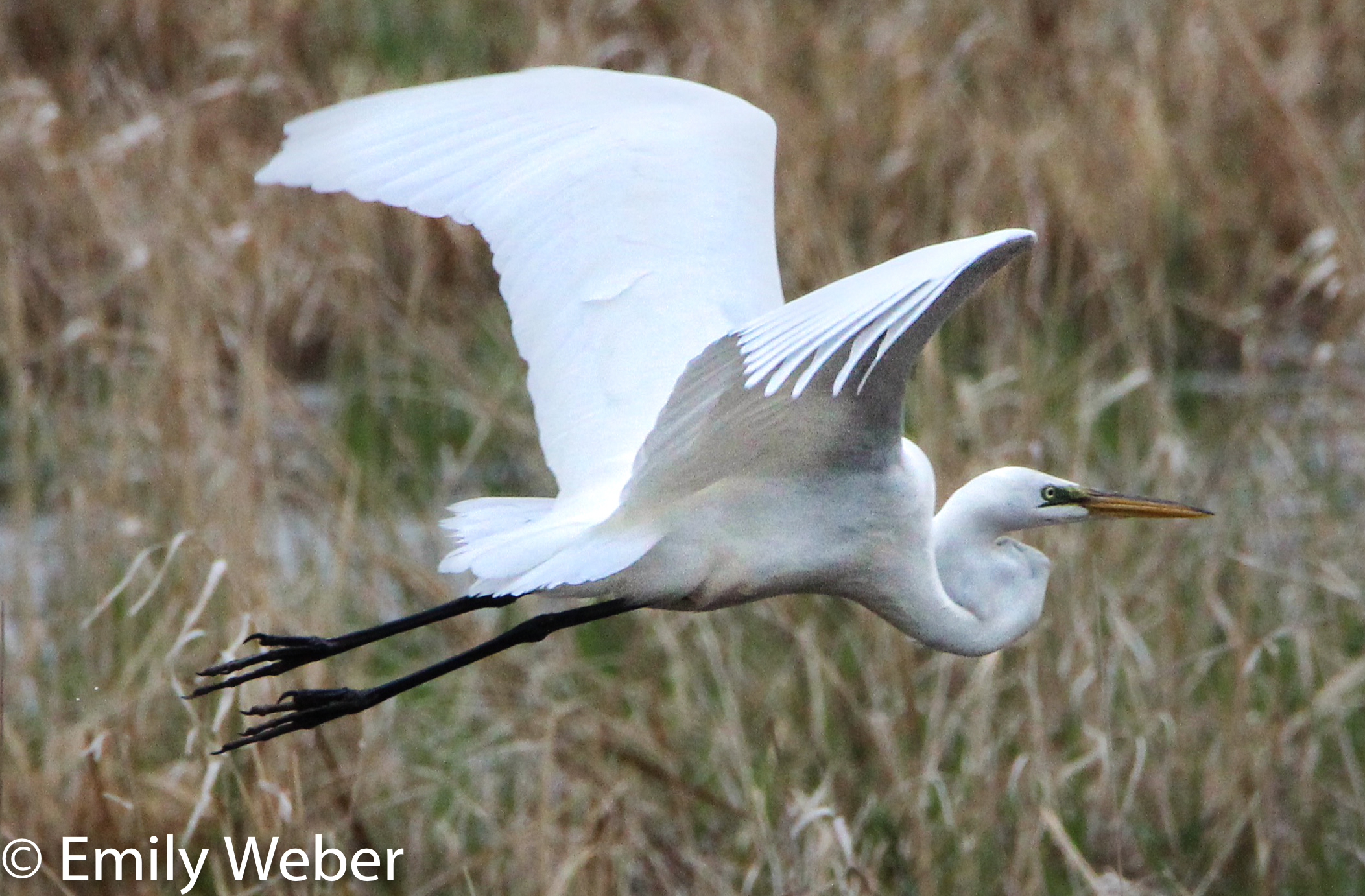 Colonial Waterbird