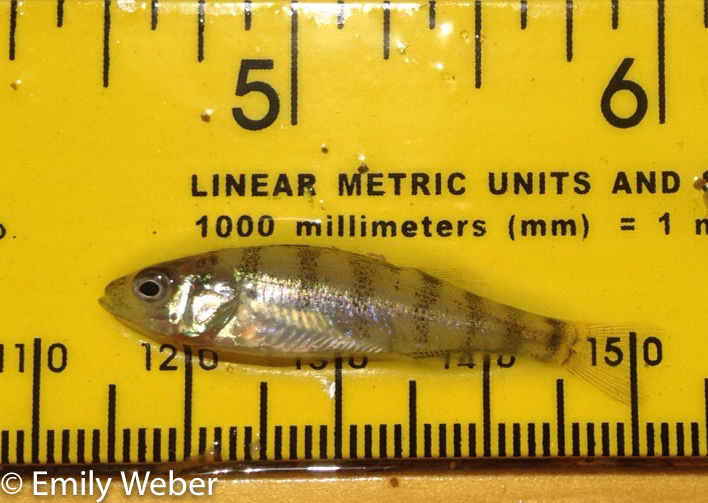 Measuring Shoreline Fish