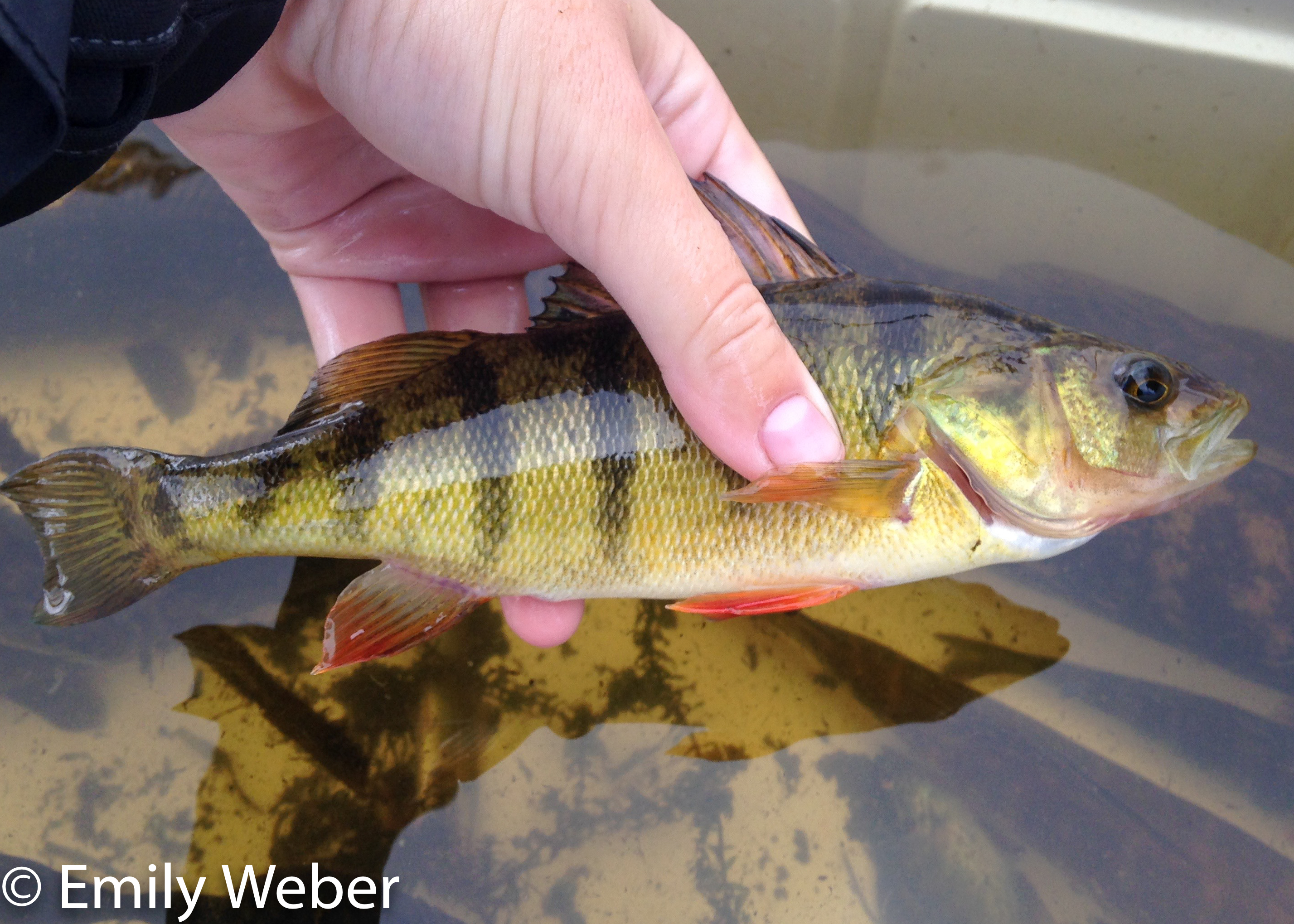 hand holding Shoreline Fish