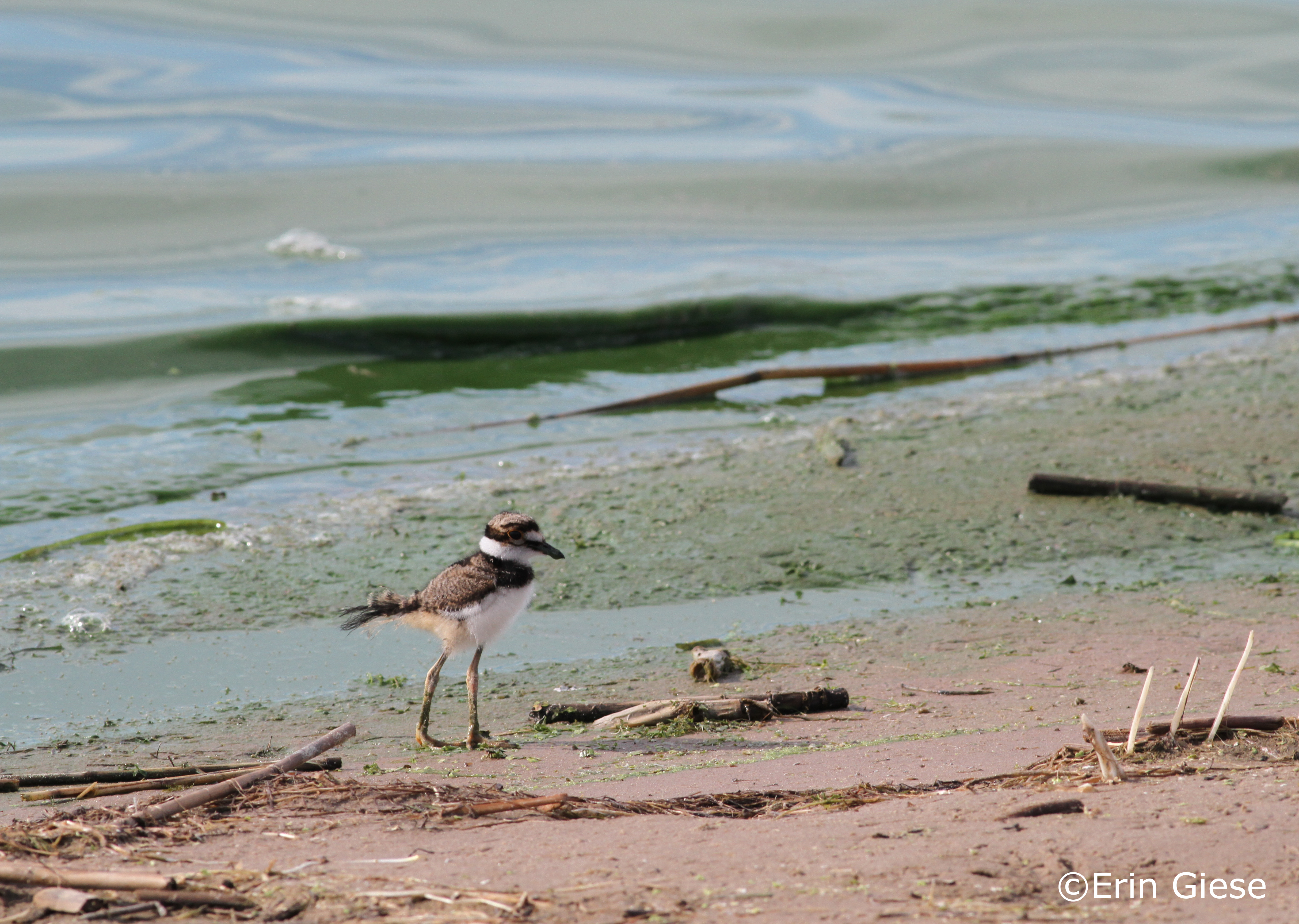 Shorebirds (breeding)