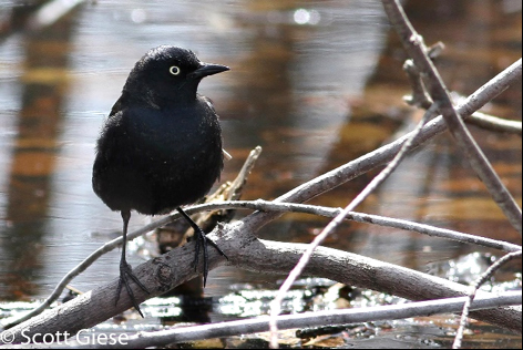 Landbirds (migratory)