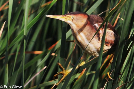 Marsh Breeding bird Least Bittern