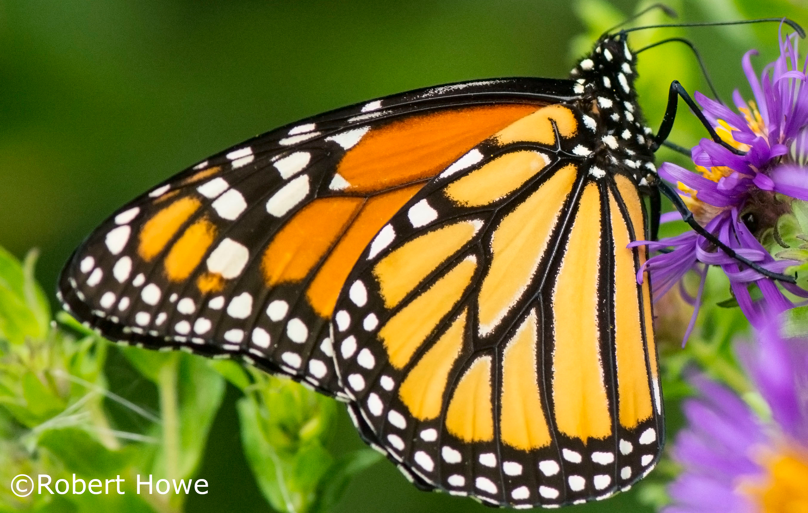 Monarch Butterfly