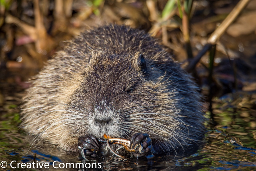 Muskrat