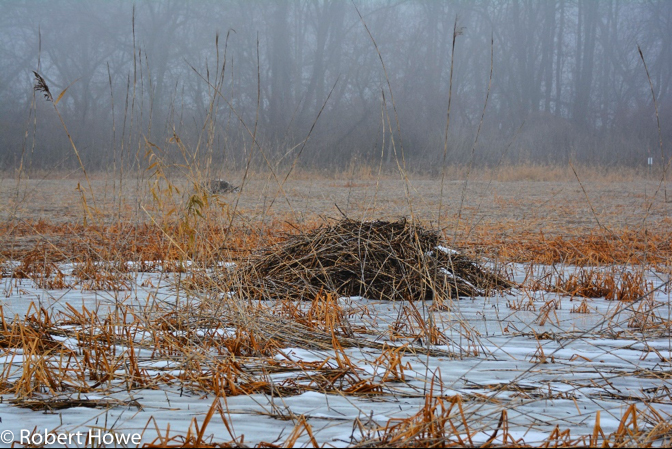 Muskrat House