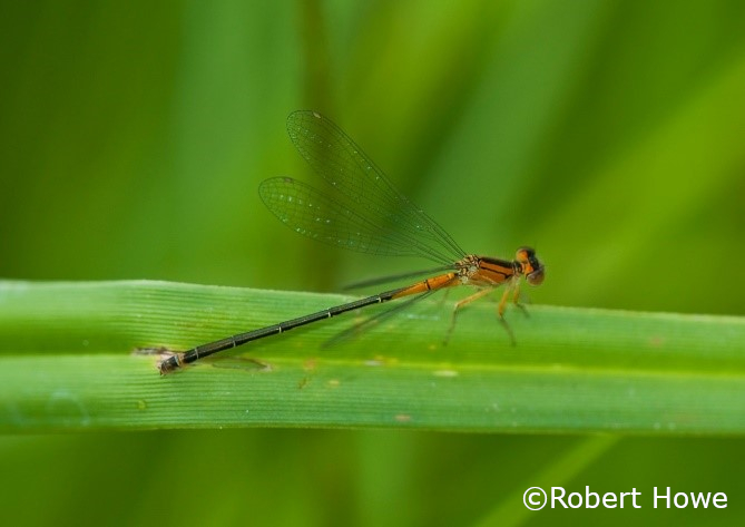 Orange Bluet