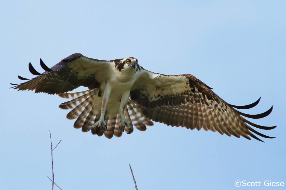 Osprey flying