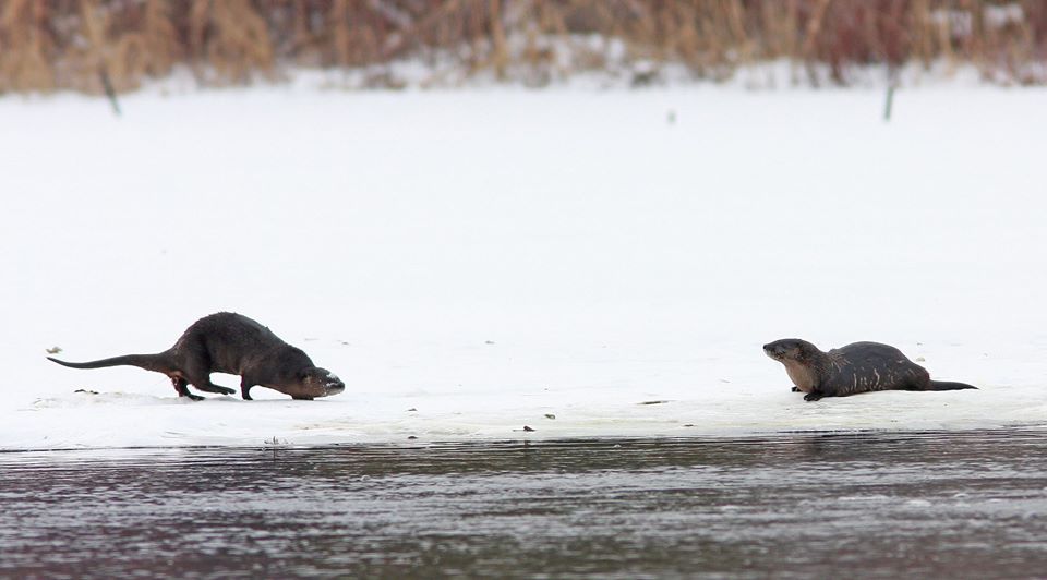 Otters