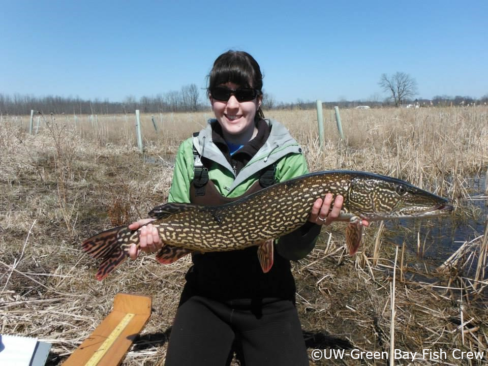 Female holding Northern Pike