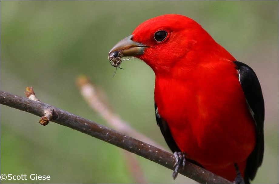 Wooded Wetland Bird Giese