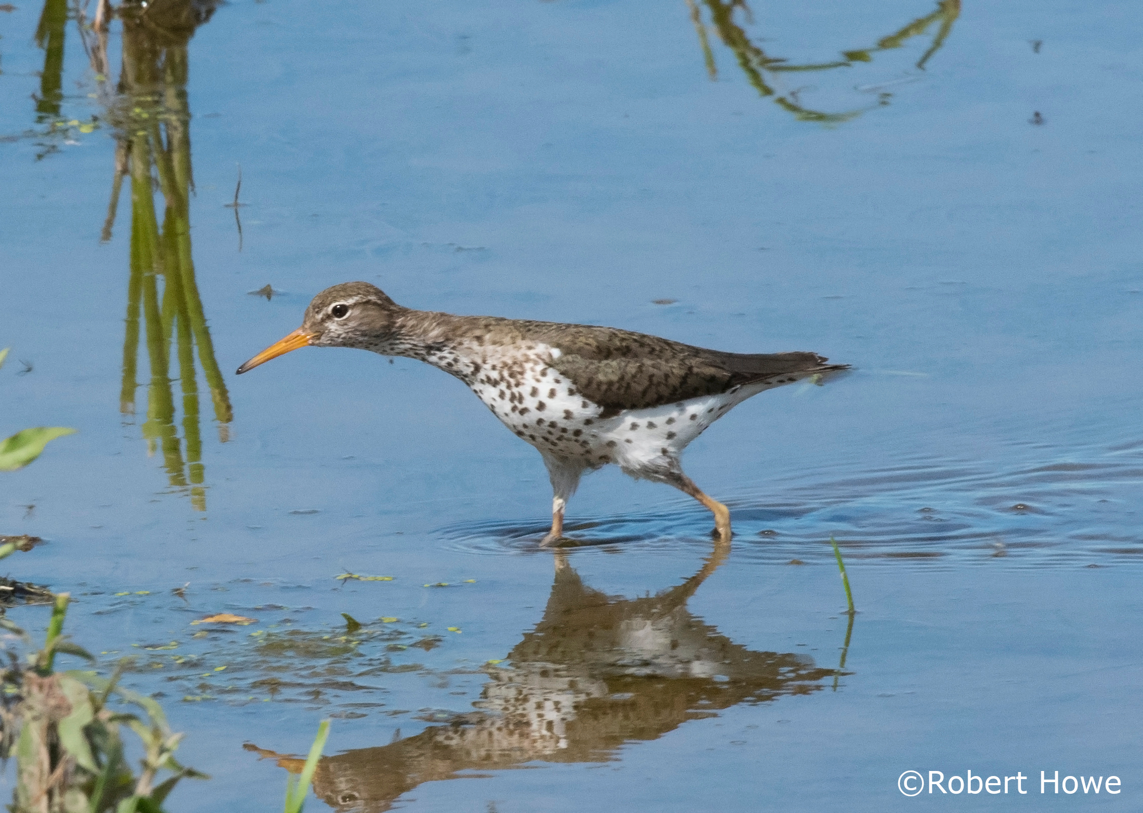 Shorebirds (breeding)