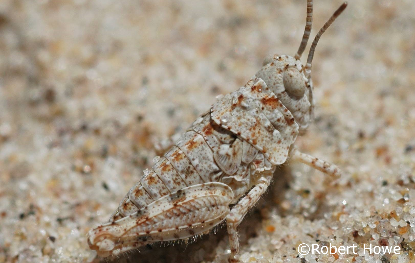 Sand Grasshopper