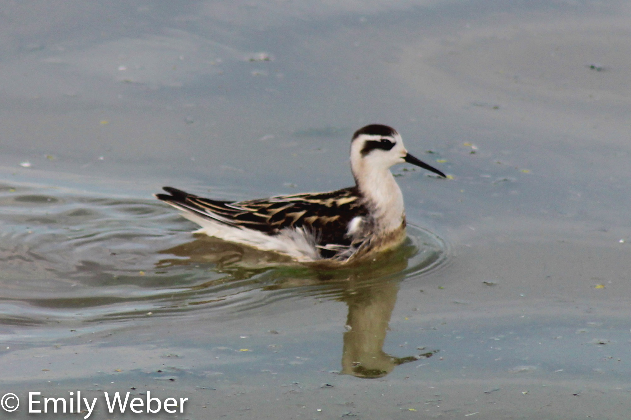 Shorebird Wilsons Phalarop