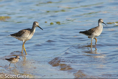 Shorebird Yellowlegs