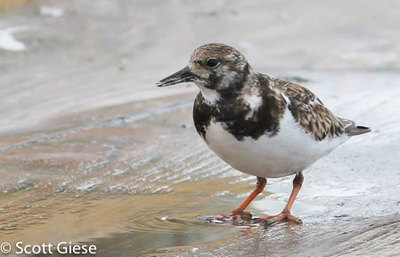 Shorebirds Ruddy Turnstone