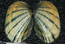 Unionid Mussel Fatmucket