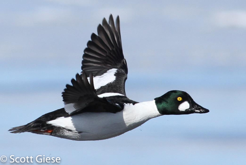 Waterfowl Common Golden Eye