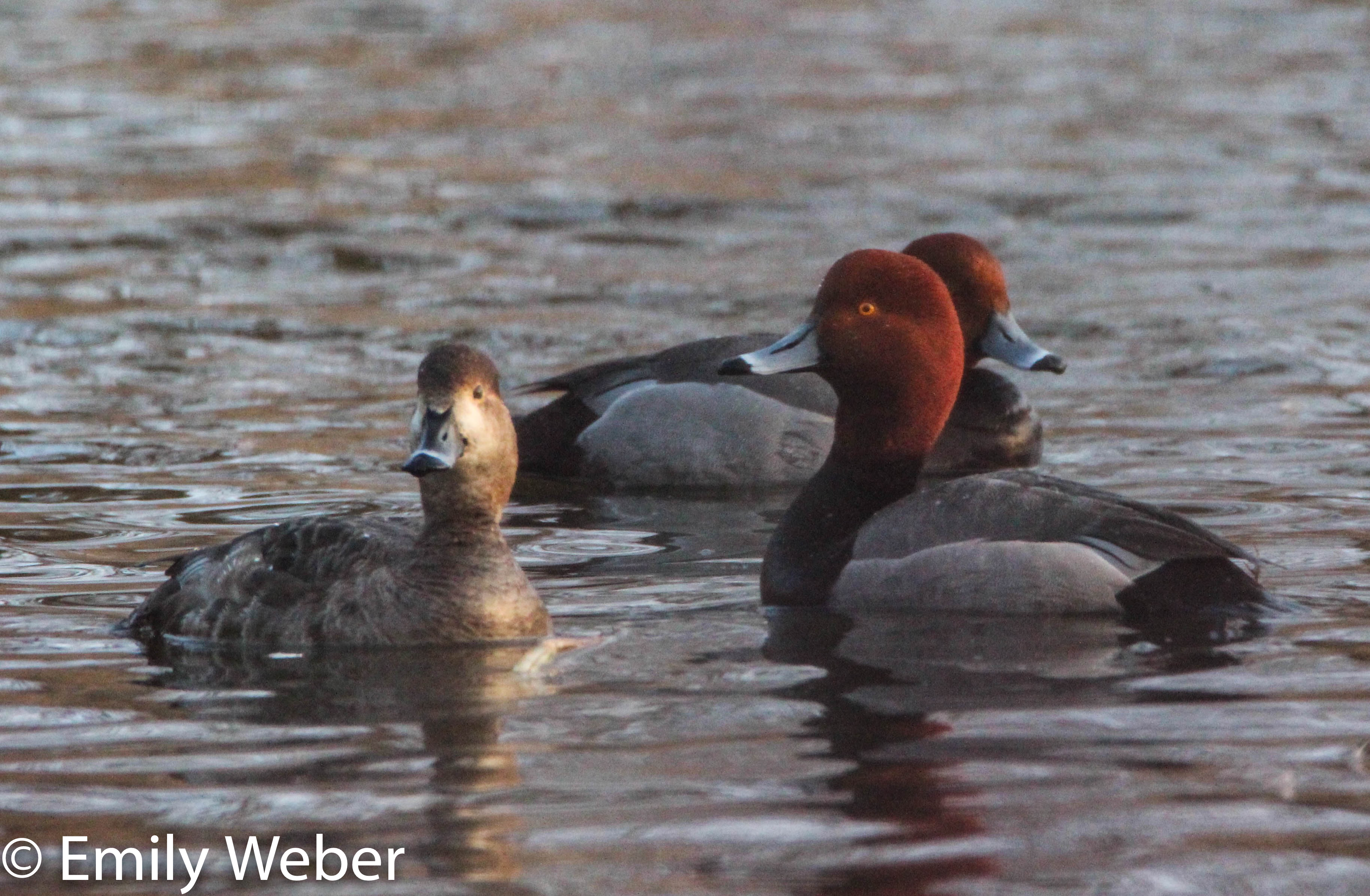 Waterfowl Red Head