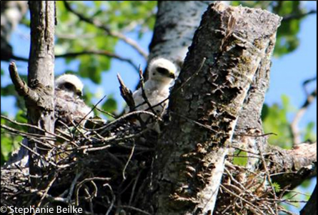 Wooded Wetland Birds Broad-Winged Hawk