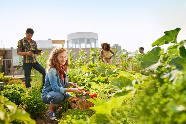 Group working in sustainable garden